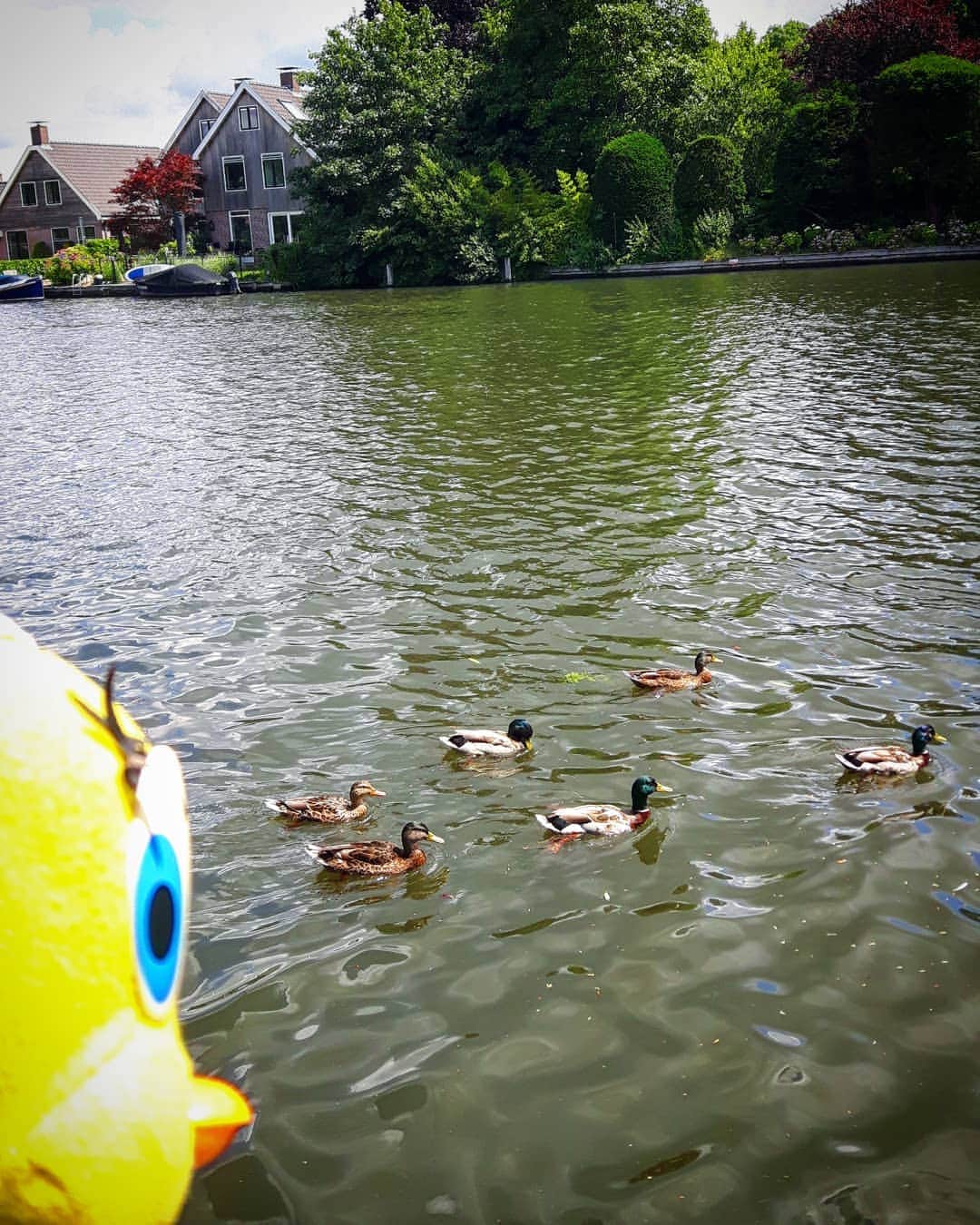 Little Yellow Birdさんのインスタグラム写真 - (Little Yellow BirdInstagram)「Hey!!! Wait for me and take me with you to Tuesday as quickly as possible! #littleyellowbird #tweety #tweetykweelapis #adventures #yellow #bird #monday #maandag #mondayblues #mondayssuck #startoftheweek #loenenaandevecht #river #riverview #ducks #eenden #stuffedanimalsofinstagram #plushiesofinstagram」7月1日 22時15分 - tweetykweelapis