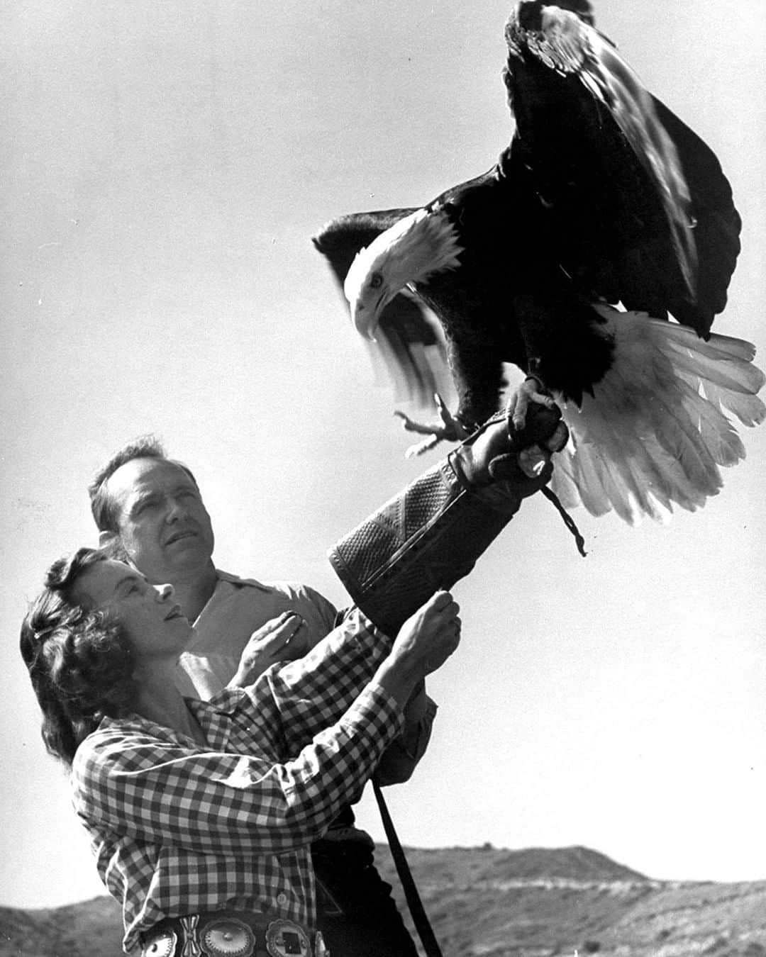 lifeさんのインスタグラム写真 - (lifeInstagram)「70 years ago this week from the July 4, 1949 SPEAKING OF PICTURES: "A Tame American Eagle Is Trained In Falconry." According to LIFE, "The photographs on these pages show an extraordinary rarity among birds, a tame American bald eagle trained in the medieval art of falconry. The eagle is a 12-year-old female named Aguila. She was bought by her owner, Dan Mannix, for $25, 10 years ago after being forced down in a New Jersey sleet storm, her wings covered in ice. Since then Mannix, an experienced falconer, has moved to Malibu, Calif., and every day he takes Aguila out into the hills near his home where, for an hour or two of utter freedom, she soars and wheels, diving time after time on a leather meat-baited lure which he tosses in the air...This constant exercise keeps Aguila as strong and healthy as a wild eagle." (J.R. Eyerman—The LIFE Picture Collection/Getty Images) #thisweekinLIFE #baldeagle #falconry」7月1日 22時12分 - life