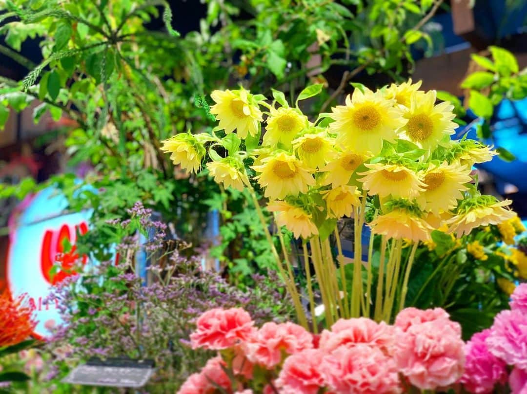 LECT レクトさんのインスタグラム写真 - (LECT レクトInstagram)「今日から7月。フラワーショップミヤビに「ホワイトムーン」という柔らかい色味のひまわりが。夏が待ち遠しくなってきます。(ちなみに隣は「ブルーファンタジー」というお花。なんだかロマンティックです。) #lect #レクト #flowershopmiyabi #flowershop #miyabi #雅 #ひまわり #ホワイトムーン #ブルーファンタジー #花のある暮らし #花のある生活 #お花屋さん #広島花屋 #広島市」7月1日 22時19分 - lect_hiroshima