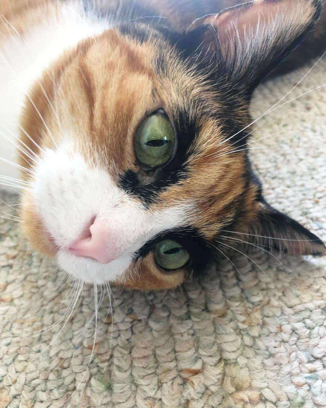 リリーのインスタグラム：「Mondays are rough. Especially when your family goes to the beach and you’re stuck inside 😿 #monday」