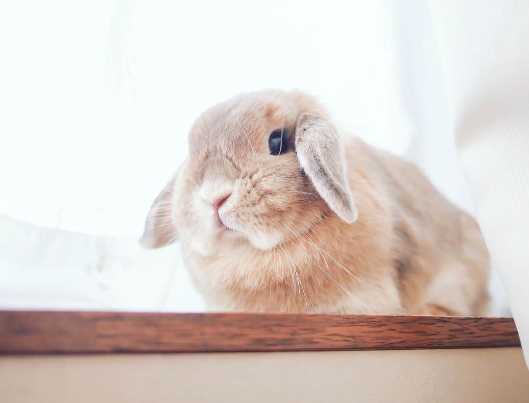 のインスタグラム：「今日も扇風機フルパワー🌪 うさぎ部屋は除湿フルパワー😊  最近腹筋の筋トレが楽しくて毎日やってるんだけど、このままいくと横にも割れそう😂笑  #縦筋は入ってます  #うさぎ #rabbit #bunny #ふわもこ部  #WeeklyFluff #igersjp  #tokyocameraclub #東京カメラ部  #神戸カメラ  #うさぎ部 #ホーランドロップ #hollandlop  #ファインダー越しの私の世界 #art_of_japan #aoj_bokeh」