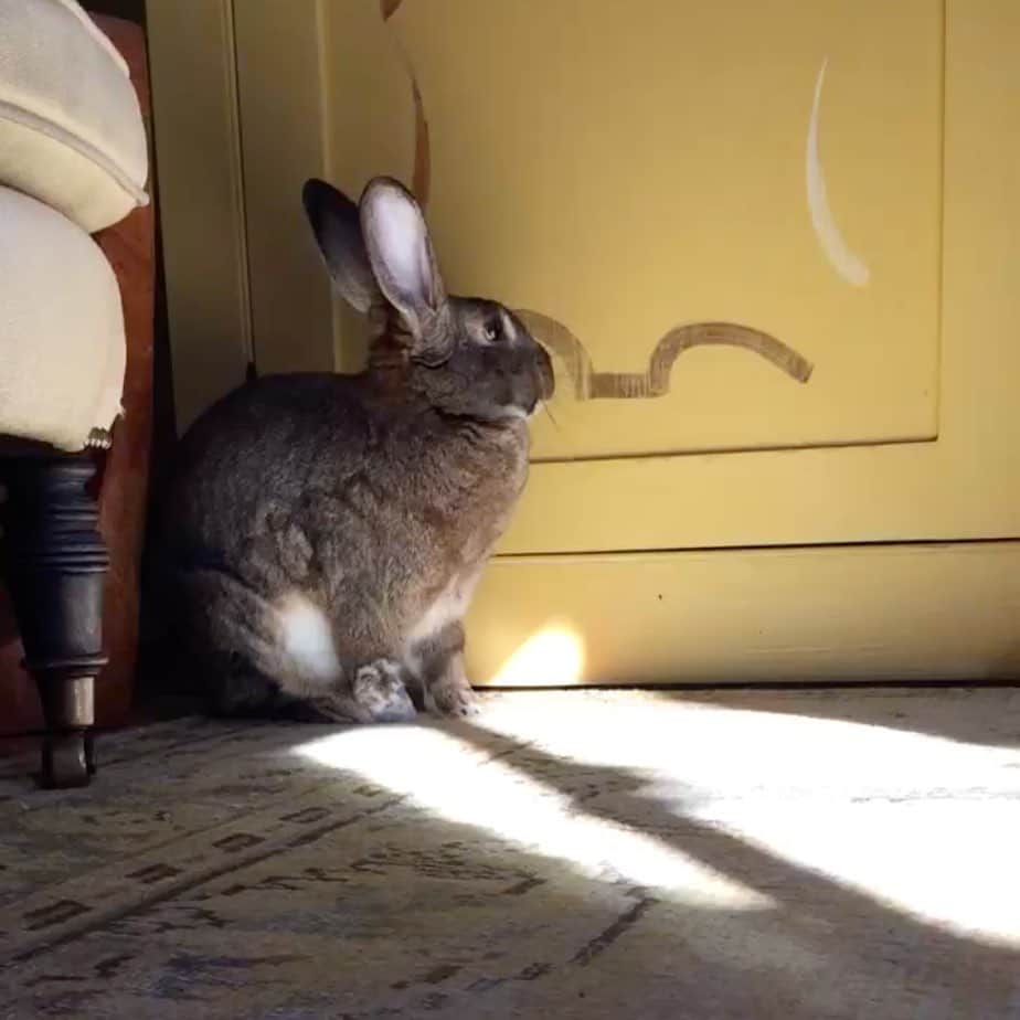 エイミー・セダリスさんのインスタグラム写真 - (エイミー・セダリスInstagram)「Rabbit rabbit #rabbitrabbit Tina Bunny」7月1日 23時00分 - amysedaris
