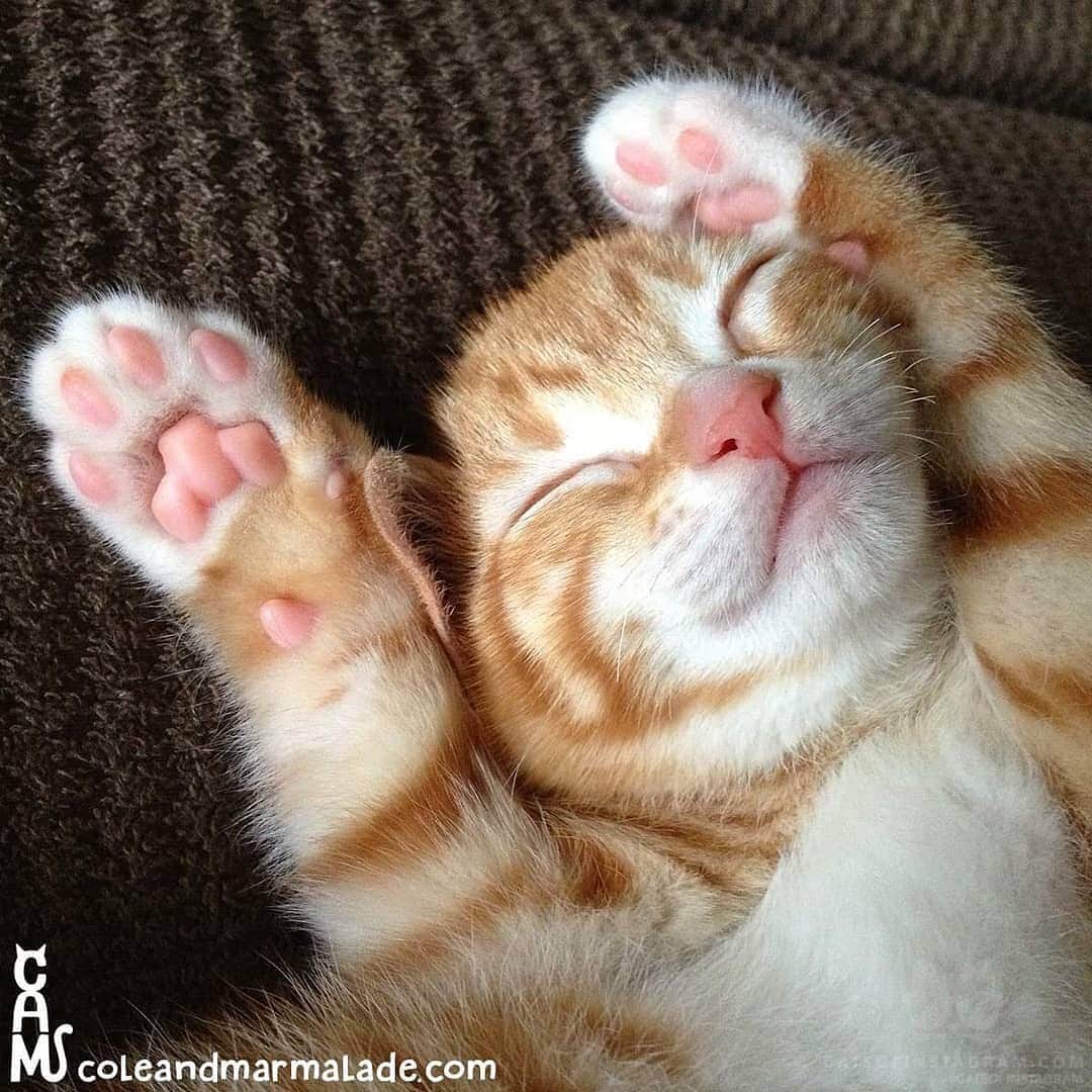 Cats of Instagramさんのインスタグラム写真 - (Cats of InstagramInstagram)「From @coleandmarmalade: “Paws up if you were super AWWdorable when you were a kitten! 🧡🧡🧡” #catsofinstagram」7月1日 23時05分 - cats_of_instagram