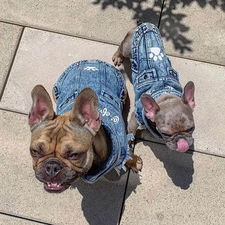 ノティファイのインスタグラム：「Printed designs to make your dog jacket pop  #ateliernotify  @lebonmarcherivegauche @theofficialselfridges @neimansnyc @hudsonyards @neimanmarcusbeverlyhills @theofficialselfridges @hankyumode @thefrenchiebrunch」