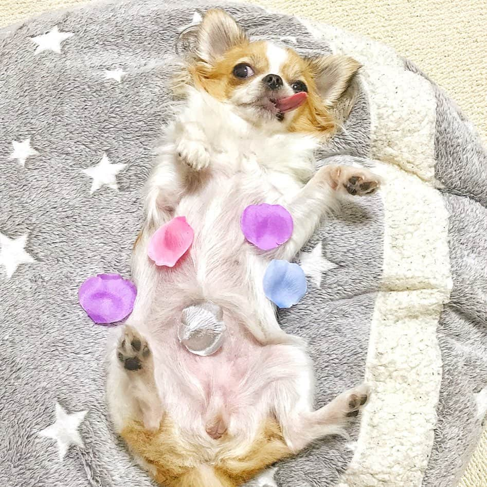 ちまさんのインスタグラム写真 - (ちまInstagram)「fabulous body🐶🌹 ・ ファビュラスでアメージングな わたくしたちの天使ちゃん🐶💋 ・ #chima #ちま #チワワ #chihuahua #ชิวาวา #ふわもこ部 #PECOいぬ部 #sniffandbarkens #WeeklyFluff #cutepetclub #doggy_lovings」7月1日 23時44分 - chima.chihuahua