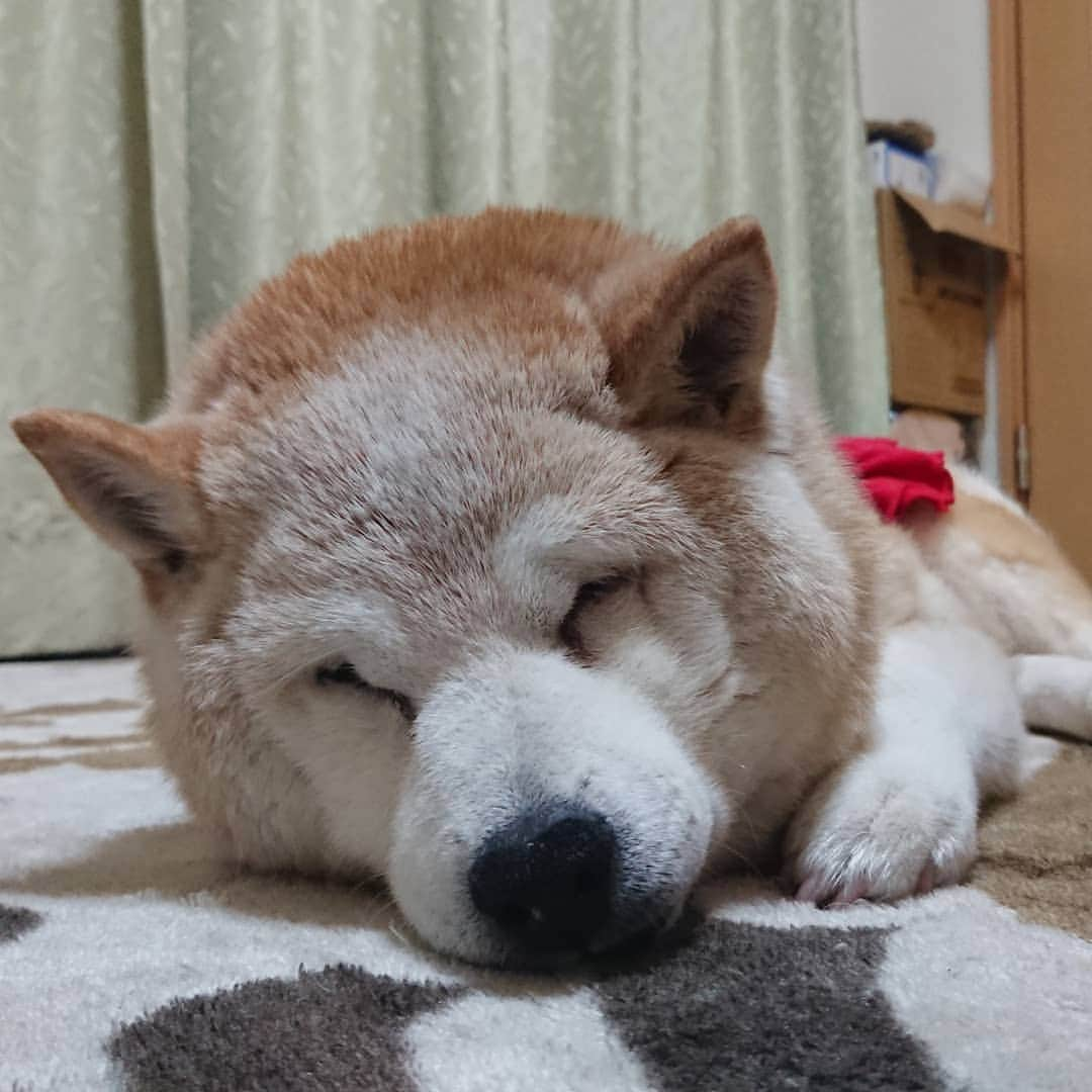 柴子さんのインスタグラム写真 - (柴子Instagram)「おやしばなさい( ˘ω˘)ｽﾔｧ good night♪　 #柴犬　#shibainu #shibastagram  #wan_hkm」7月1日 23時50分 - senogawadogs