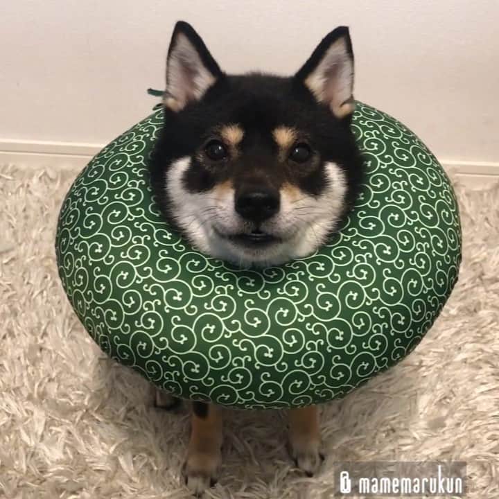 まめ丸のインスタグラム：「* * 【⚠️音が出ます⚠️】 オヤツもっとほしいほしい🐶💓 #まめ丸おへんじ シリーズ * more snack please🐶💓 * #いっぱいもらったけど #ぼくのおなかには #まだ若干の余裕がございます ぼくのエリカラは #楽天roomに載せてます #柴犬#豆柴#柴#黒柴#犬#shiba#shibainu#shibastagram#shibadog#puppy#instadog#dogstagram#dog#mameshiba#instashiba#petstagram#pet#buzzfeedanimals#cute#cutedog#강아지#멍스타그램#roomインフルエンサー」