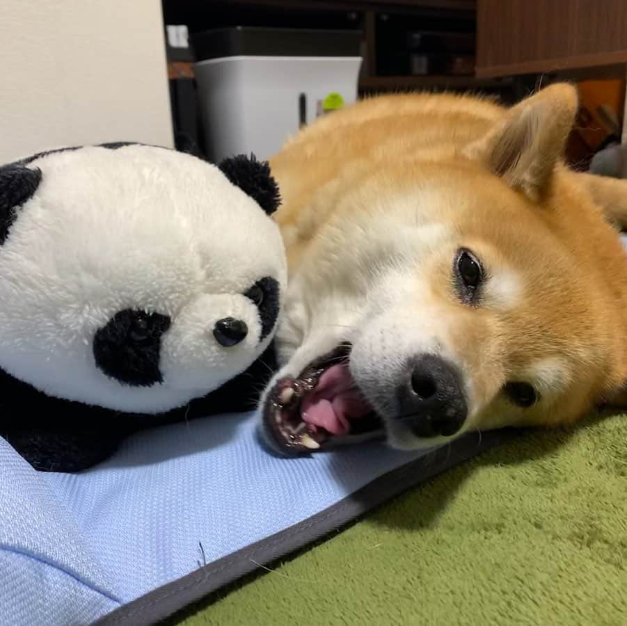 まる（まるたろう）さんのインスタグラム写真 - (まる（まるたろう）Instagram)「Good night!✨🐶💤✨九州はいっぱい雨が降ってるみたいだね😖 #危ない時は避難してね #まるは一番最初に避難するタイプ #用心に越したことはないからね #何もなければそれでいいよね」7月2日 0時03分 - marutaro