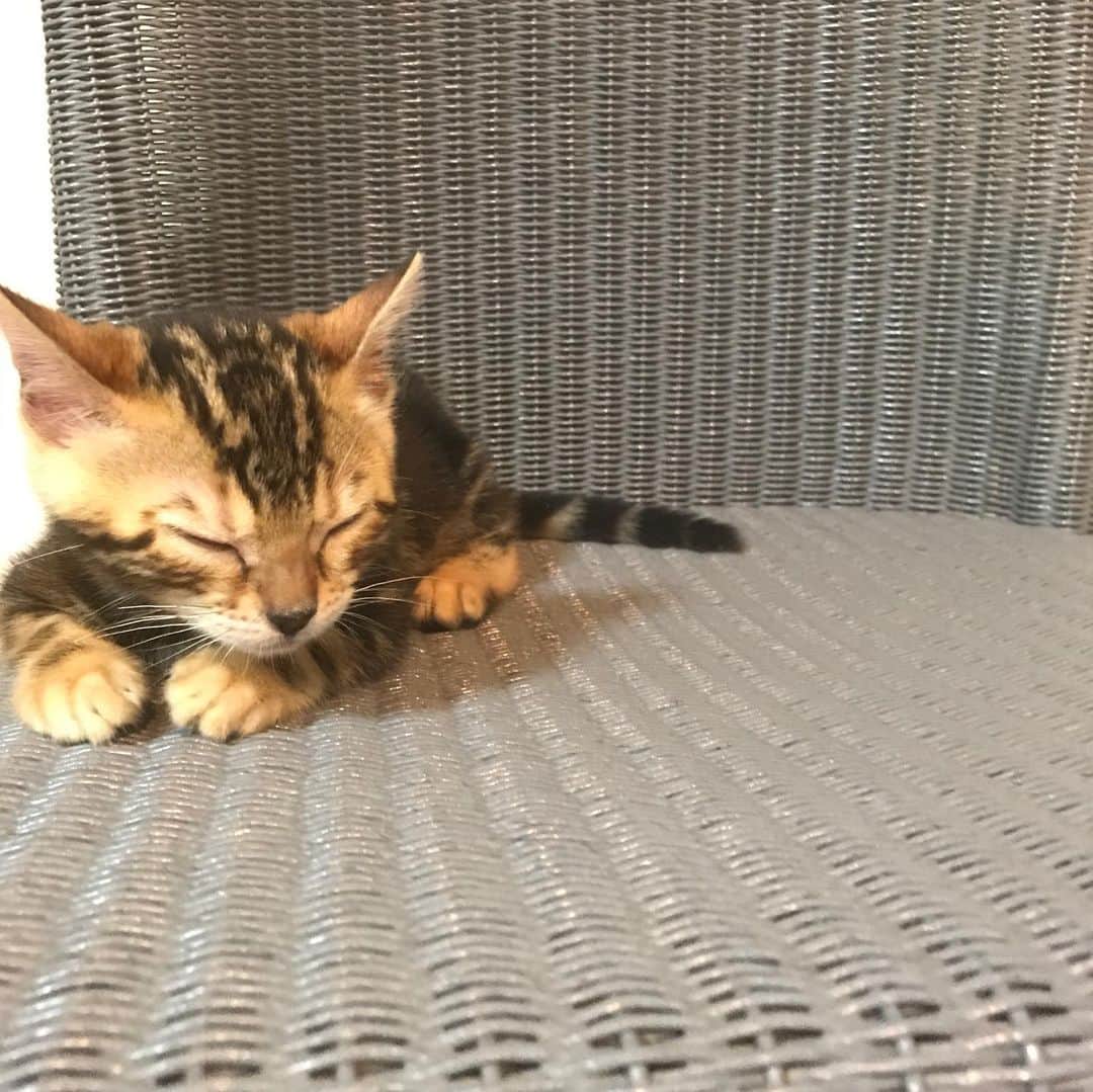 山本里美のインスタグラム：「家にやってきた頃の写真🐱 #miaou #littlegirl」