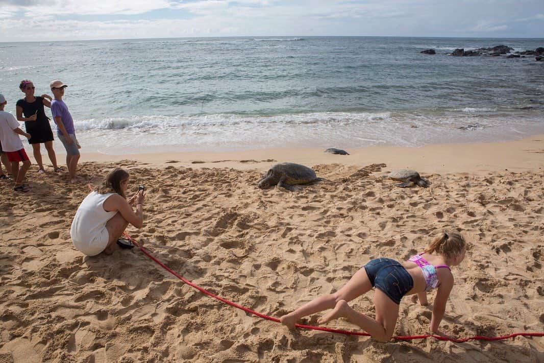 ナショナルジオグラフィックさんのインスタグラム写真 - (ナショナルジオグラフィックInstagram)「Photos by Kirsten Luce @kirstenluce | Tourists watch as green sea turtles bask in the sun at Turtle Beach, a nickname for Laniakea Beach, on the north shore of Oahu, Hawaii. When the turtles come on shore to lie on the sand for a few hours, volunteers from @malamanahonu (Protect the Turtles) create a symbolic barrier with a red rope to give tourists the opportunity to watch without getting too close or impeding the turtle’s movement. It is illegal to touch sea turtles in Hawaii. This is an example of wildlife tourism done right, though it would not be possible without constant supervision from many dedicated volunteers.」7月2日 0時51分 - natgeo