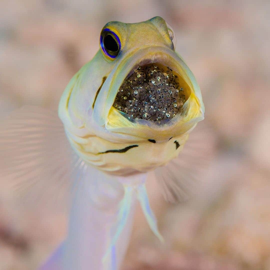 アニマルプラネットさんのインスタグラム写真 - (アニマルプラネットInstagram)「The jawfish is aptly named after its MASSIVE mouth. Using their mouths as scoops, they move dirt and sand. Dads also carry eggs inside their mouths until they hatch. . . . . . . . #animalplanetupclose #animalsofinstagram #animalplanet #animaloftheday #wild #wildlife #outdoors #animals #wildanimals #conservation #nature #animallovers #instanature #wildgeography #jawfish #fish」7月2日 1時00分 - animalplanet