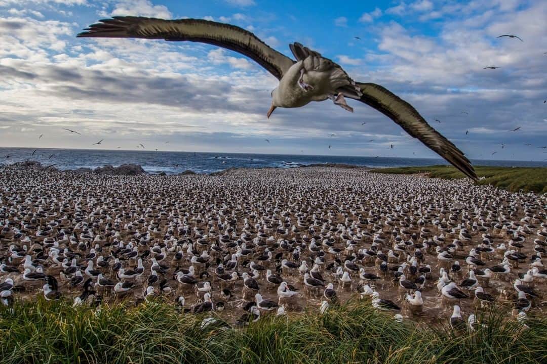 National Geographic Travelさんのインスタグラム写真 - (National Geographic TravelInstagram)「Photograph by @PaulNicklen | As a bush pilot who has landed on all sorts of interesting, off-strip runways, I sure am glad that I never had to look at anything like this. 300,000 black-browed albatross exist on this one island in the Falkland Islands. With their 8-foot wingspans and ungainly walking ability, these massive birds need a good stiff wind to take off. Like true aviators, they line up their landing approach into the wind and flare at the last second before stalling onto the ground near their nest site. It is humbling to watch them thrive in their domain. Follow me, @PaulNicklen, to see more of our planet's amazing wildlife. #nature #beauty」7月2日 1時11分 - natgeotravel