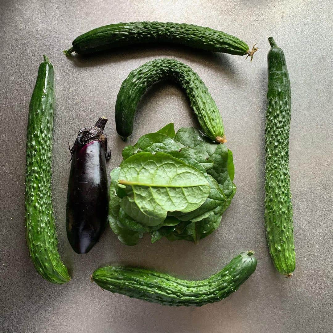 楊原京子さんのインスタグラム写真 - (楊原京子Instagram)「個性豊かな夏野菜たちが採れた。 夏の野菜は太陽いっぱい浴びて、 成長が早くて嬉しい。 きゅうりの自由なうねりも愛おしい。  味も濃くてエネルギーを感じる🥒 ・ #オーガニック野菜 #無農薬野菜  #きゅうり #つるむらさき #なすび #夏野菜 #収穫」7月2日 2時12分 - kyoko.yanagihara