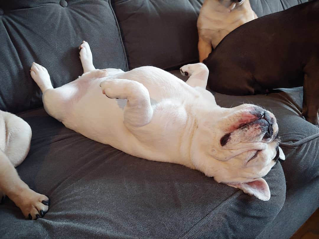 Manny The Frenchieのインスタグラム：「I'll probably be here all day. 😴💤 #Mondayfeels」