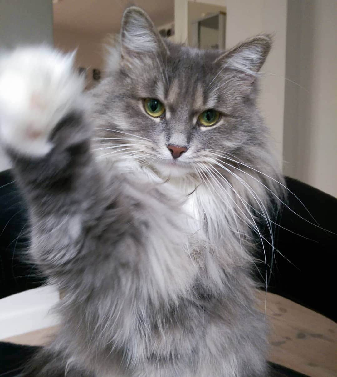 Nila & Miloさんのインスタグラム写真 - (Nila & MiloInstagram)「Highfive, human! Monday is nearly over. 😂❤️ #highfive #cattricks #cats_of_world」7月2日 2時40分 - nilamilo