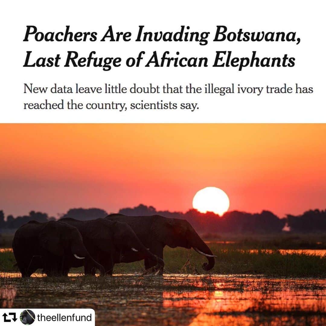 エレン・デジェネレスさんのインスタグラム写真 - (エレン・デジェネレスInstagram)「We have to stand up for elephants, or there won’t be any left to stand up for. #BeKindToElephants  #repost @theellenfund ・・・ This news from Botswana is heartbreaking. Elephants are being hunted in one of the last safe spaces available. #BeKindToElephants *link in bio」7月2日 2時59分 - ellendegeneres