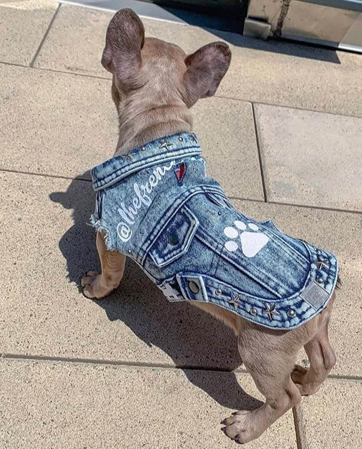 ノティファイのインスタグラム：「Atelier Notify can even dress dogs! Made to measure doggy denim jacket. #Bespokedenim #customized doggy denim jacket  @hudsonyards @neimansnyc @neimanmarcusbeverlyhills @neimanmarcus @bergdorfs @lebonmarcherivegauche @theofficialselfridges @hankyumode」