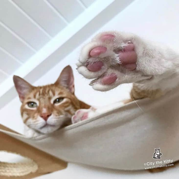 City the Kittyさんのインスタグラム写真 - (City the KittyInstagram)「Happy Monday. ☀️ #pawsneedclaws #toebeans #mondays」7月2日 4時07分 - citythekitty