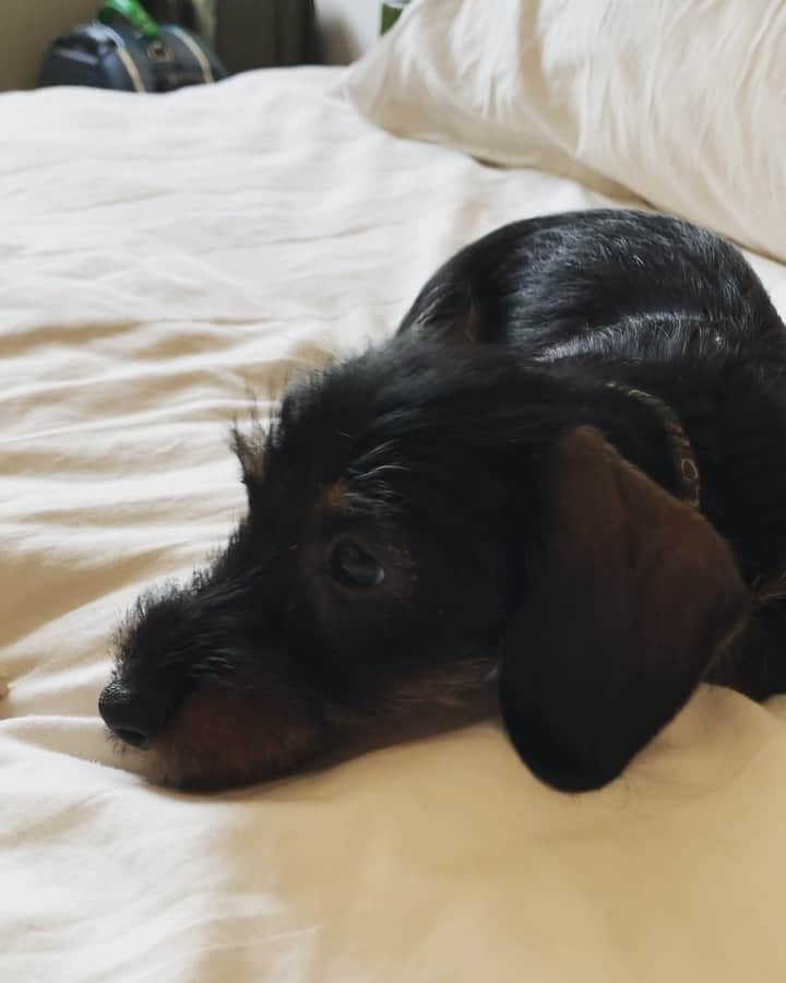 スコット・シューマンのインスタグラム：「Welcome home to  our newest family member Baffi! (Wirehair Dachshund!) Only a few months old but ready to play with @charlesvonbarksalot (try to listen with the sound on! Baffi’s  bark is adorable!)」