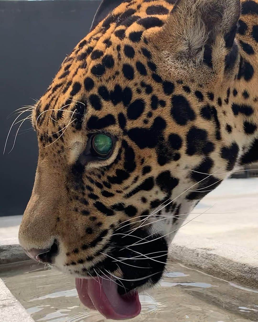 Black Jaguar-White Tiger さんのインスタグラム写真 - (Black Jaguar-White Tiger Instagram)「MaTzulingui... #MaTzu #SaveJaguars  @jamiemichellevine」7月2日 4時57分 - blackjaguarwhitetiger