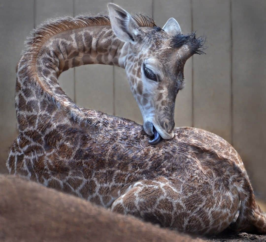 San Diego Zooさんのインスタグラム写真 - (San Diego ZooInstagram)「🦒 #SpotCleaning #SelfCare #GirafficPark #SanDiegoZoo 📷: Ion Moe」7月2日 5時01分 - sandiegozoo