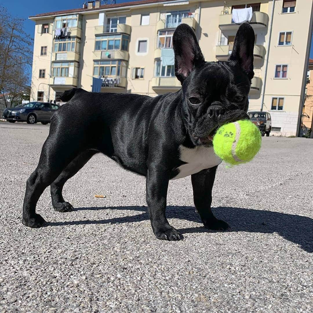 French Bulldogさんのインスタグラム写真 - (French BulldogInstagram)「It won't throw itself 🥎 @chloe_frenchie18 . . . . . #frenchbulldog #bulldogfrances #bulldogfrancese #frenchie#frenchie1 #frenchbulldog #frenchie #dog#dogsofinstagram#frenchbulldogsofinstagram#frenchiesofinstagram#ranskanbulldoggi #bulldogfrancés #フレンチブルドッグ#fransebulldog #französischebulldogge#buldogfrancuski#franskbulldog #bulldogfrançais#французскийбульдог#francouzskýbuldoček #เฟรนช์บูลด็อก #bulldogfrancés#bulldogfrancese #franciabulldog」7月2日 15時41分 - frenchie.world