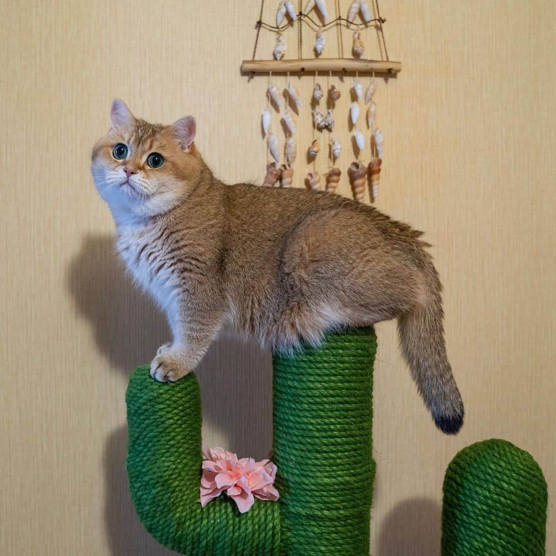 Hosicoさんのインスタグラム写真 - (HosicoInstagram)「Hello, Mountain Cat 🐈🌵」7月2日 15時52分 - hosico_cat