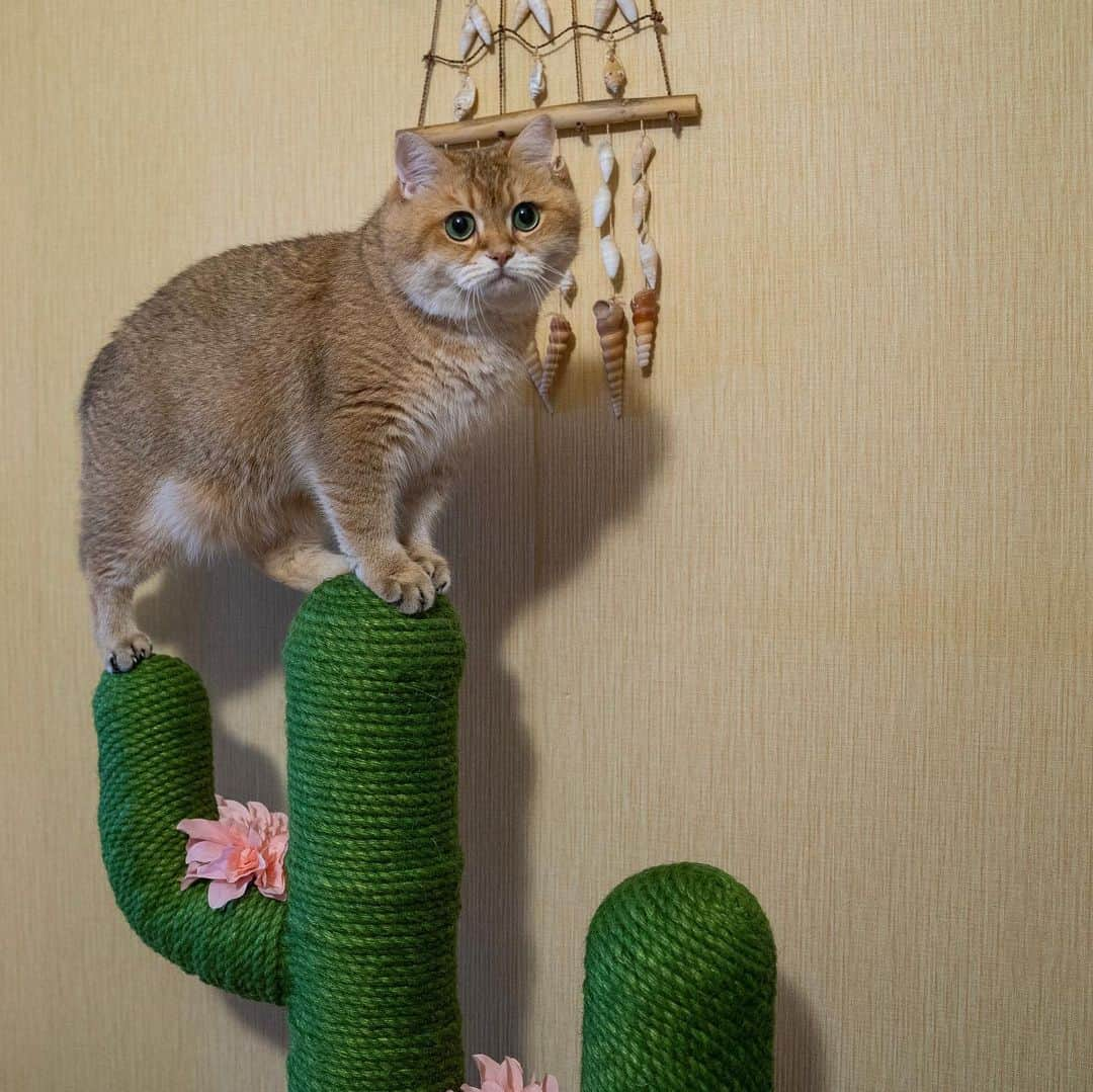 Hosicoさんのインスタグラム写真 - (HosicoInstagram)「Hello, Mountain Cat 🐈🌵」7月2日 15時52分 - hosico_cat