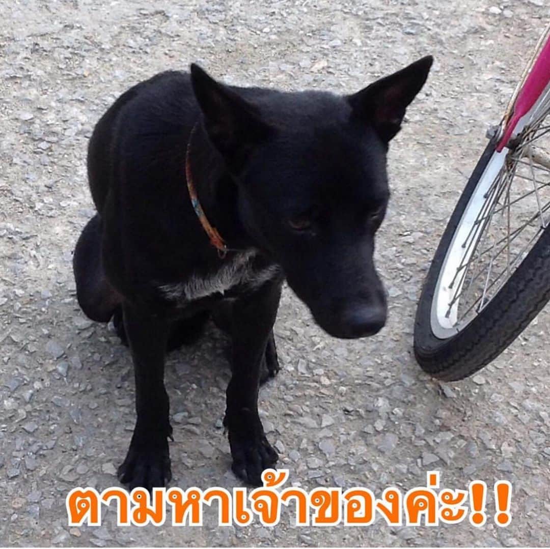 アム・パチャラパーさんのインスタグラム写真 - (アム・パチャラパーInstagram)「#Repost @kob_rossukon ・・・ #ตามหาเจ้าของ  มีหมาหลงมามีปลอกคอลายสีส้ม เพศเมีย สีดำสนิท มีขาวตรงช่วงคอนิดหน่อยค่ะ พิกัดหมู่บ้านคู่ขวัญหรรษา6 ต.สวนหลวง อ.กระทุ่มแบน 📱0986141656  #หมาหลง #หมาหาย งดฝากร้านค่ะ」7月2日 15時48分 - aum_patchrapa