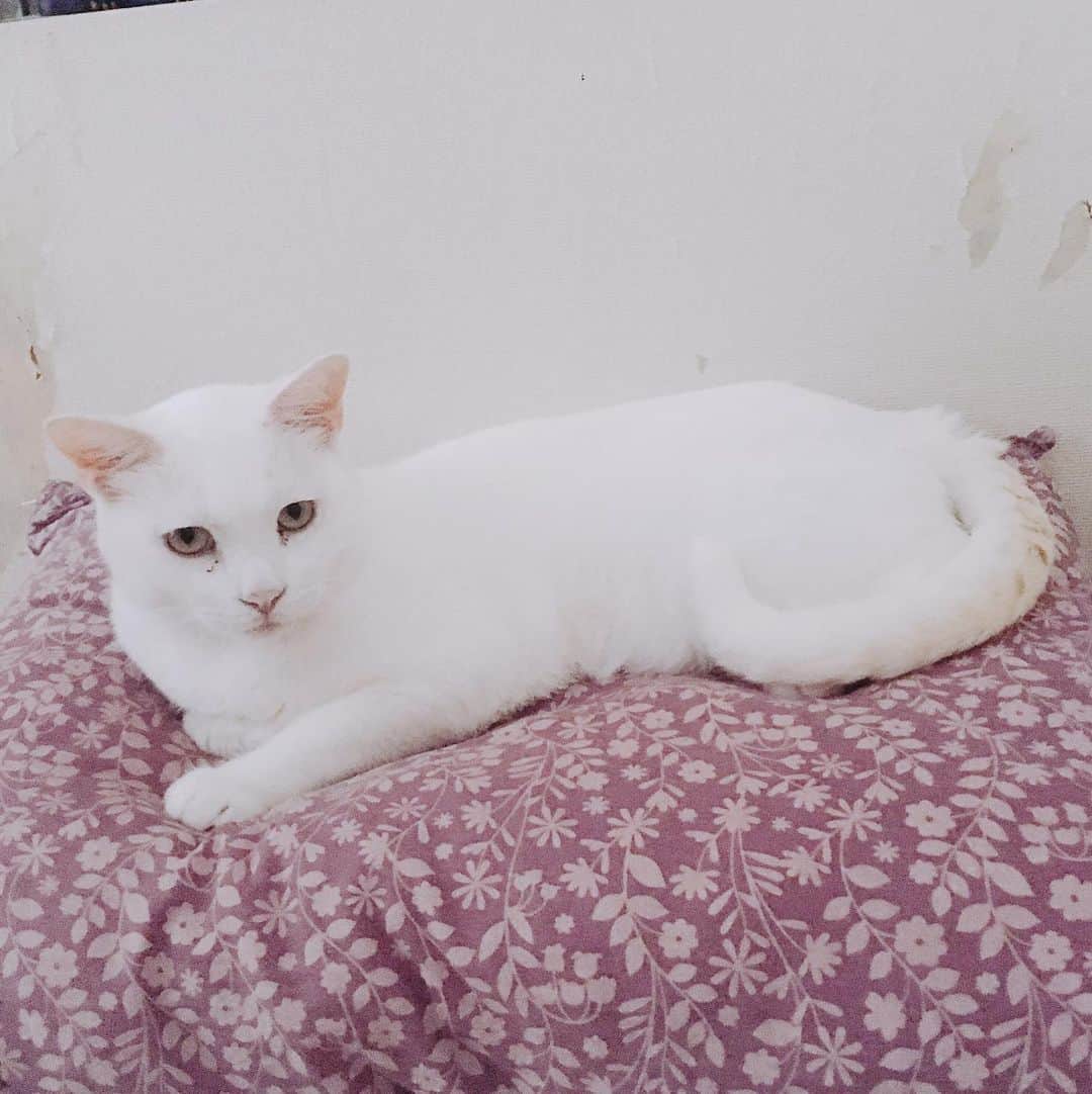 金巻ともこさんのインスタグラム写真 - (金巻ともこInstagram)「王子様のように占拠してるけど、私の枕ですよ…… #kurohakuchai #cat #猫 #白猫 #whitecat」7月2日 15時50分 - tomotomoco