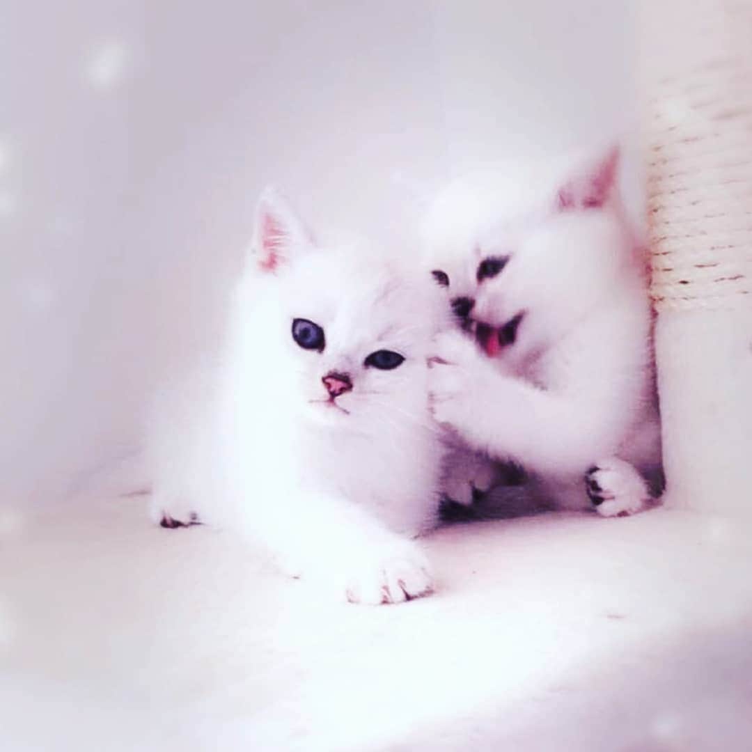 CatStockerのインスタグラム：「Hello! #catstocker is here!  Follow our FURRriend @chtillys  Scroll right for more pictures 👉 . . . . . . . #cat #neko #mačka #chat #kočka #котка #kotek #kot #кіт #mače #кошка #кот #katze #gato #gatto #kissa #kattunge #猫 #고양이 #貓 #kedi #köttur #kissanpentu #חתול #кішка #kedicik #кошеня #gattino #子猫」
