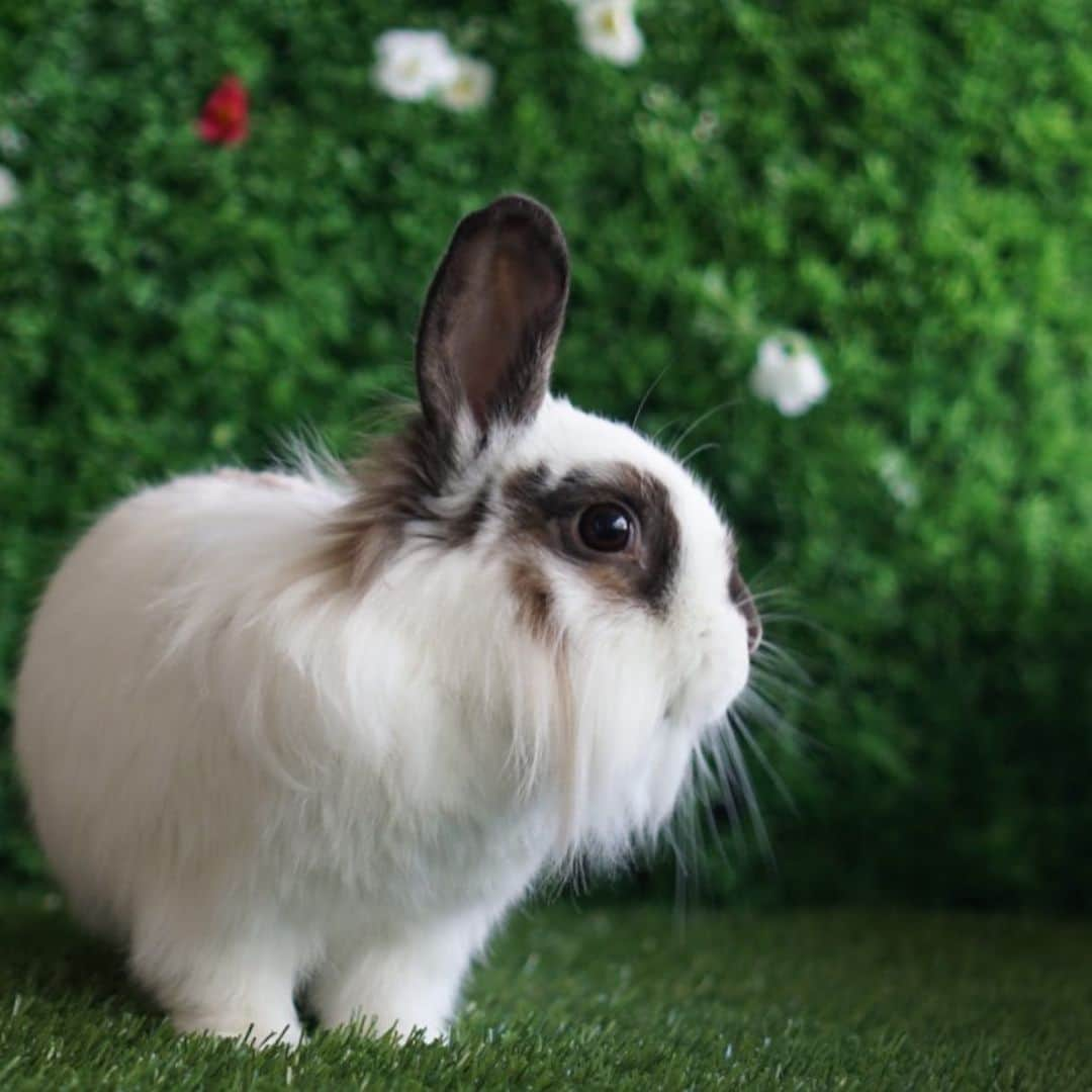 Marbee Moo, Olive & Taffyさんのインスタグラム写真 - (Marbee Moo, Olive & TaffyInstagram)「Our sweet Ellie passed away peacefully this morning surrounded by her family. She has been very sick for the past few weeks. She was so brave and fought so hard to get better.  She was the kindest, most bravest little bun. We will miss you so much Ellie. 💗🦄🌈 #eleventhebunny」7月2日 7時21分 - bunnymama