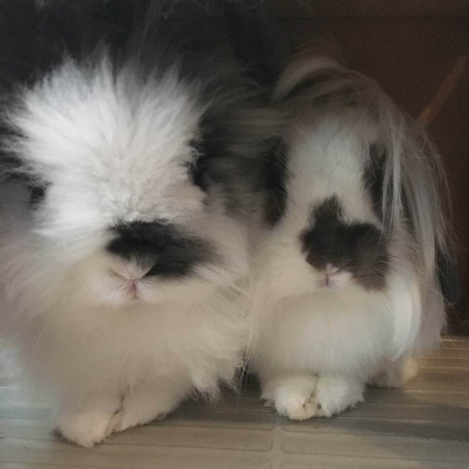 Marbee Moo, Olive & Taffyさんのインスタグラム写真 - (Marbee Moo, Olive & TaffyInstagram)「Our sweet Ellie passed away peacefully this morning surrounded by her family. She has been very sick for the past few weeks. She was so brave and fought so hard to get better.  She was the kindest, most bravest little bun. We will miss you so much Ellie. 💗🦄🌈 #eleventhebunny」7月2日 7時21分 - bunnymama