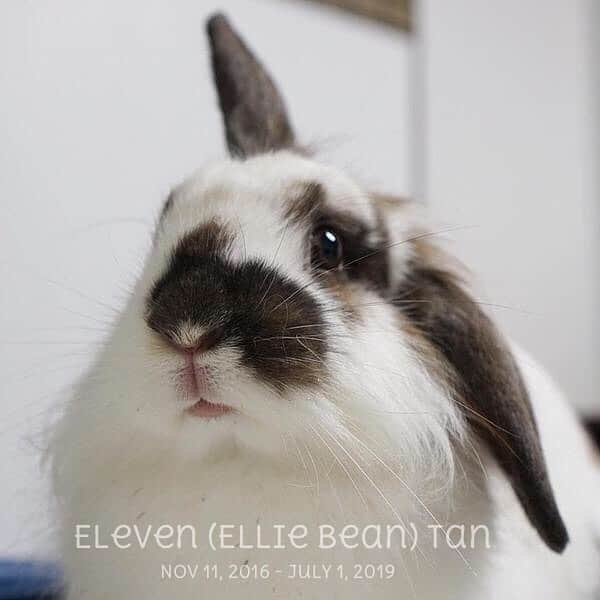 Marbee Moo, Olive & Taffyのインスタグラム：「Our sweet Ellie passed away peacefully this morning surrounded by her family. She has been very sick for the past few weeks. She was so brave and fought so hard to get better.  She was the kindest, most bravest little bun. We will miss you so much Ellie. 💗🦄🌈 #eleventhebunny」