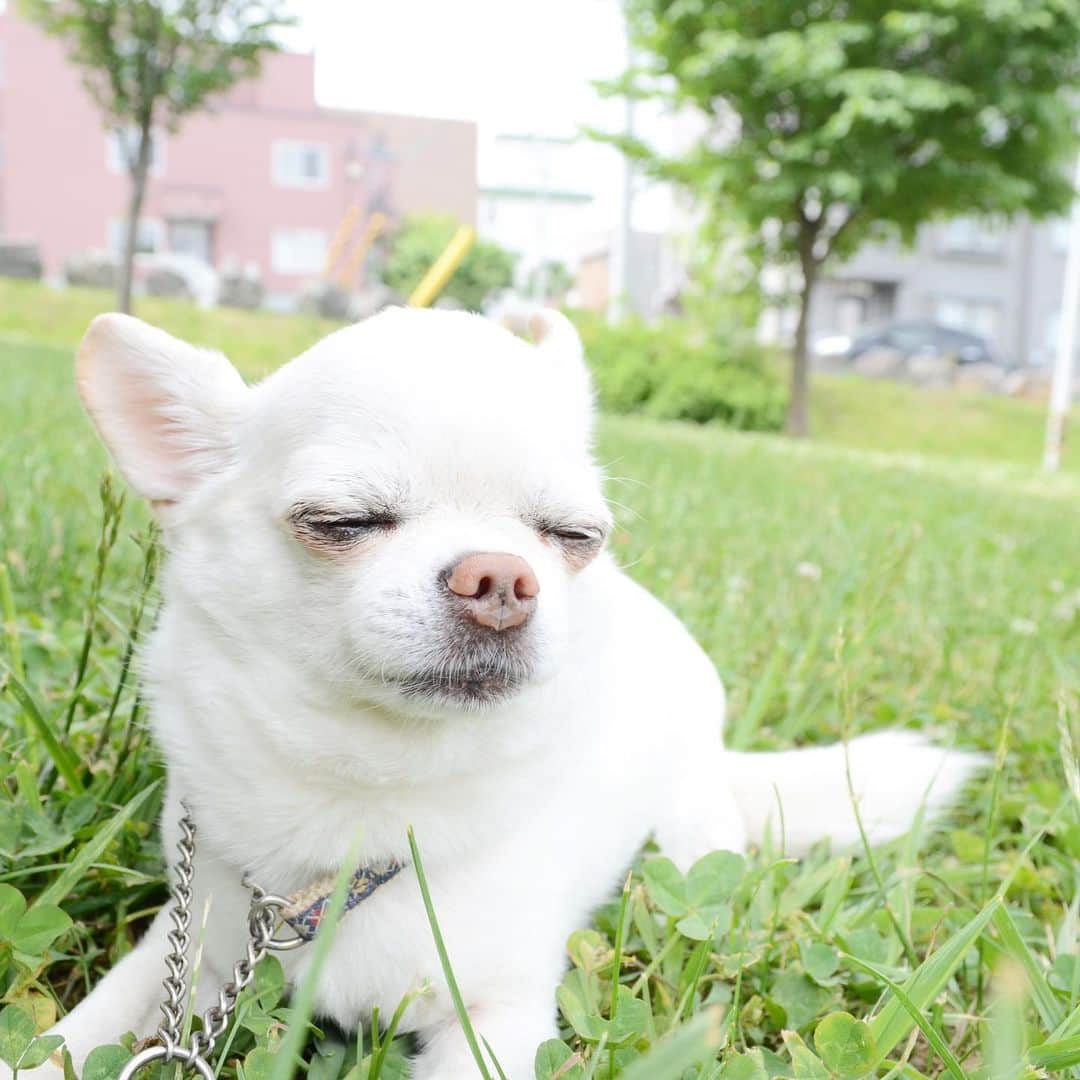 KORIKIのインスタグラム：「おはようございます♪ * #dogofsapporo #dog, #dogs, #dogstagram,#chihuahua,#犬バカ部,#チワワ,#koriki, #hanadog #白スムチ連合会, #スムチー,  #dogofthedayjp, #dogoftheday  #ilovemydog #instadog #instapet #WhiteChihuahua  #吉娃娃 #치와와  #dogsofinstagram #Chihuahualover  #チワワの輪 #barkbox #WhiteChihuahuaParty #もふもふモフモフ」