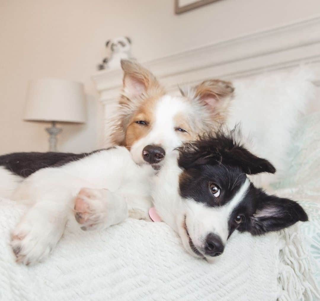 Jazzy Cooper Fostersさんのインスタグラム写真 - (Jazzy Cooper FostersInstagram)「O-M-dogs! They are cuddling. 😭🥳👭 #pandapower 🐼 #BBPBshow」7月2日 7時52分 - bordernerd