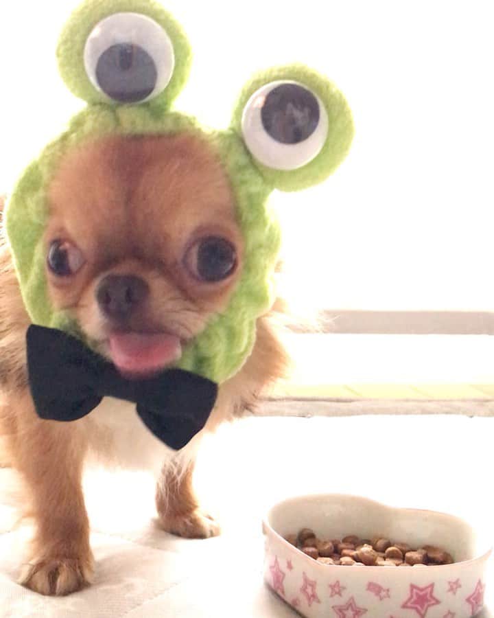 kayoのインスタグラム：「* * おはようございますケロ🐸 * * 今日も雨ケロ☔️ * * kulio💗🐸 * * #雨ばっかりヤダ #カエル #chihuahua#chihuahualove#dogstgram#dog#instadog#チワワ#チワワ大好き * *」