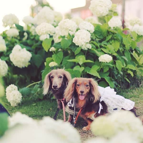 くるみんのインスタグラム：「* ダイバーシティ前のアナベル  #ミニチュアダックスフンド #ミニチュアダックスフント #ミニチュアダックス #イザベラタン #イザベラ #カニンヘンダックスフント #カニンヘン #カニンヘンダックス #カニンヘンダックスフンド #チョコタンダックス #チョコタン #ダックス多頭飼い #ダックスフント #ダックスフンド #ダックス #アナベル #あじさい #お台場 #ダイバーシティ #all_dog_japan #east_dog_japan #dachshundgram #dachshund #instagramdog #instadachs #inutokyo #kyounodachs #todayswanko #7pets_1day #わんこなしでは生きていけません会」