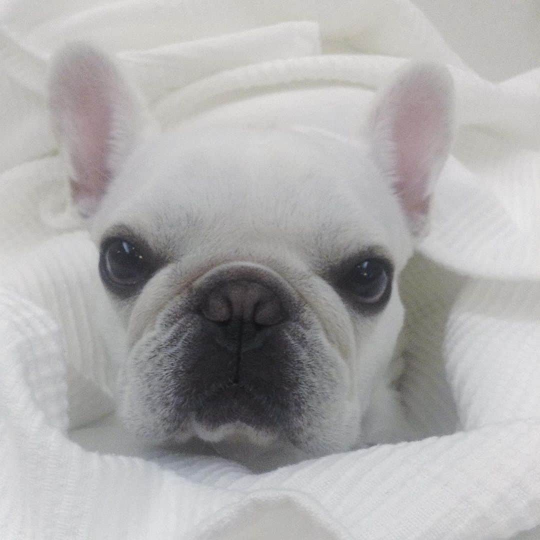 Ham-chanさんのインスタグラム写真 - (Ham-chanInstagram)「#frenchie #frenchbulldog #hamham #hamchan #フレンチブルドッグ #フレブル #はむはむ #はむちゃん #おはよう 今日も天気悪い😑🐶」7月2日 8時16分 - hide_ham_tank