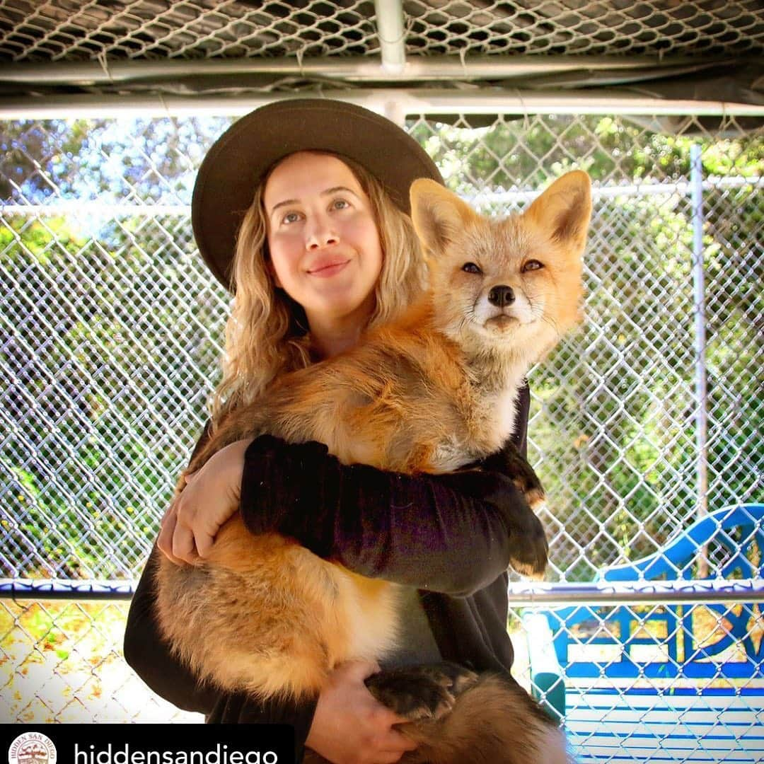 Rylaiさんのインスタグラム写真 - (RylaiInstagram)「Foxy encounters!! This weekend we were finally able to connect with our friends at @hiddensandiego and invite them out for an Encounter with the famous Belyaev foxes!! Thank you for coming out and visiting our Ambassadors!!! We are honored to have the support of the local community and look forward to collaborating with local businesses, corporations, groups, individuals, schools, and other non-profits!! . Two of our key groups we are planning on supporting once we are officially opened (Oct 5-6- From Russia w/ Love) are children on the spectrum and military families. Help us help support these two amazing groups, while we help canids!!! .  Posted @withrepost • @hiddensandiego Yesterday I got the incredible opportunity to hang out with foxes!  I can't wait to share how you can too. :) In the meantime, give @jabcecc a follow to learn more about their unique rescue! #hiddensandiego #hiddensandiego #foxesofinstagram #sandiegogram #russiandomesticatedfox #russiandomesticatedfoxes #fox #viktor #redfoxes #foxencounters #supportlocal #supportlocalsd #nonprofit #stayingpositive #stayonmission #kindness #support #military #autism #autismgroups #militaryfamilies」7月2日 8時17分 - jabcecc