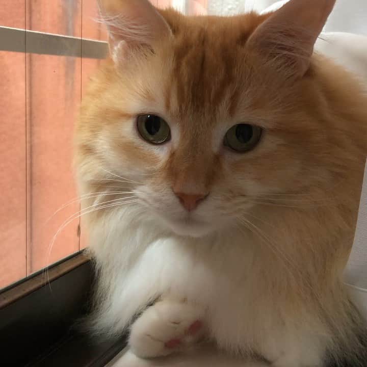 pon_0507のインスタグラム：「雨の火曜日  7月もどうぞ宜しくお願いします😺  #pon #ねこ #ネコ #マンチカン #猫 #茶白猫 #neko #cat #munchkin #munchkincat #orangecat #gingercat #cutewildanimals #inscatram #bestmeow #videobyanimals #catsofinstagram」