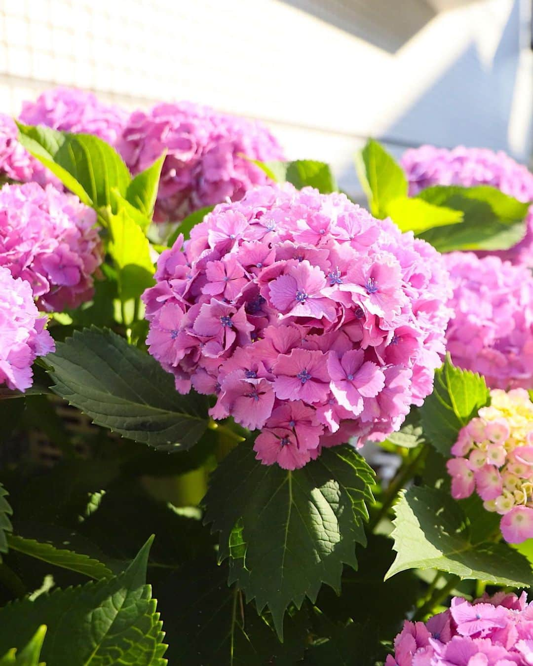 東急電鉄さんのインスタグラム写真 - (東急電鉄Instagram)「. You can find bright, colorful hydrangeas popping up in spots across the Tokyu Ikegami Line, between Ikegami and Hasunuma stations. Note, full bloom will vary depending on when you visit. (Tokyu Ikegami Line/Ikegami Station/Hasunuma Station) . #hydrangeas #hydrangeawreath #flower #flowerstagram #japan #japantrip #japantravel #ig_japan #photo_jpn #japan_of_insta #amazing #art_of_japan #japan_daytime_view #japantrip #travelstagram #lovers_nippon #japanholiday #일본 #tokyuline #あじさい #紫陽花 #수국」7月2日 8時26分 - tokyu_railways