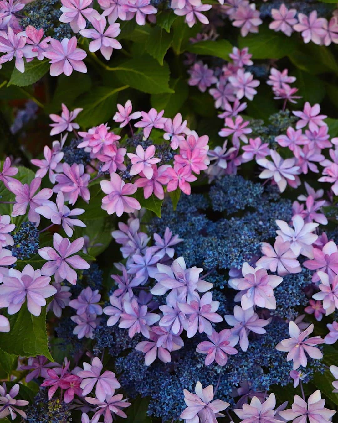 東急電鉄さんのインスタグラム写真 - (東急電鉄Instagram)「. You can find bright, colorful hydrangeas popping up in spots across the Tokyu Ikegami Line, between Ikegami and Hasunuma stations. Note, full bloom will vary depending on when you visit. (Tokyu Ikegami Line/Ikegami Station/Hasunuma Station) . #hydrangeas #hydrangeawreath #flower #flowerstagram #japan #japantrip #japantravel #ig_japan #photo_jpn #japan_of_insta #amazing #art_of_japan #japan_daytime_view #japantrip #travelstagram #lovers_nippon #japanholiday #일본 #tokyuline #あじさい #紫陽花 #수국」7月2日 8時26分 - tokyu_railways