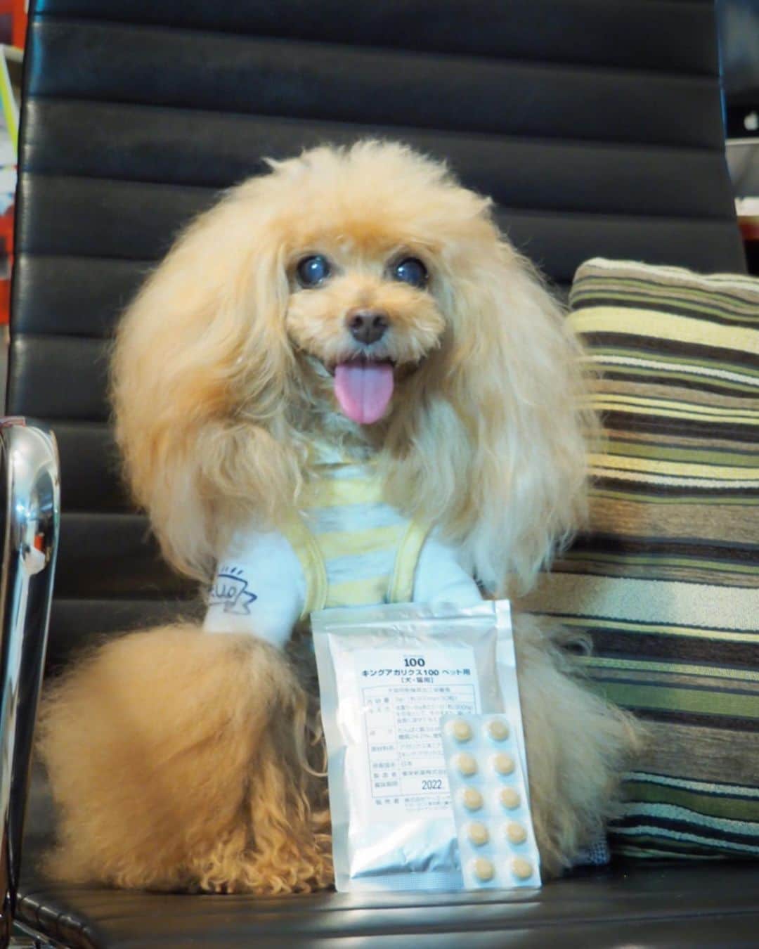 Toypoodle Mikuru?Asakusa Tokyoのインスタグラム：「20190702 Tuesday. Good morning! Friends 😊 . キングアガリスク始めてました💪🏻 . 副腎腫瘍術後の再発防止と予防の為、何がいいのか なめママに相談していたら、アガリスク がイイよ❗️と。 中でもブラジル産が良いと聞いたのでネットで探していたら、ケーエーナチュラルフーズさん @kingagaricus_pet が、キングアガリスクのモニターを募集されてました。 . みくるの体重だと半錠 夜飲ませております。(夜の方が効果的だそうです) なんの抵抗もなくポリポリそのまま食べます💖 他のお薬はペッと吐き出して飲ませるの一苦労なのですが😅 . 飲まし始めて約20日経ちますが、 お腹の調子もよく、元気いっぱい食欲旺盛です🥰 免疫力を高める効果があり ・抗腫瘍効果 ・心筋のダメージの緩和 になるとのこと。 . ほかのサプリや酵素も飲ませているので、 どれが確実に効いてるのかもはや不明ですが、 土曜日の検診でも心配していた肺の影もなくなっていたので、続けてみようと思います🥰 . キングアガリスクと一緒に、ペットの免疫力についての小冊子なども同封されておりお勉強になりますよ👍🏻 . #アガリクス#キングアガリクス#キングアガリクス100ペット用#ペット用サプリ」
