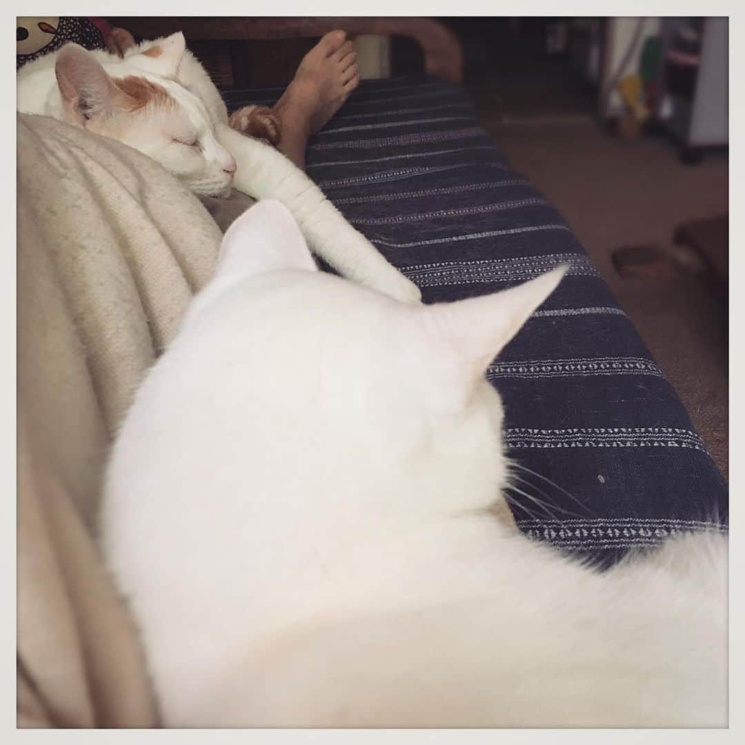 kumikoさんのインスタグラム写真 - (kumikoInstagram)「体調思わしくなく横になってるんだけど、猫たちの看病が重過ぎる。」7月2日 8時42分 - makudeco