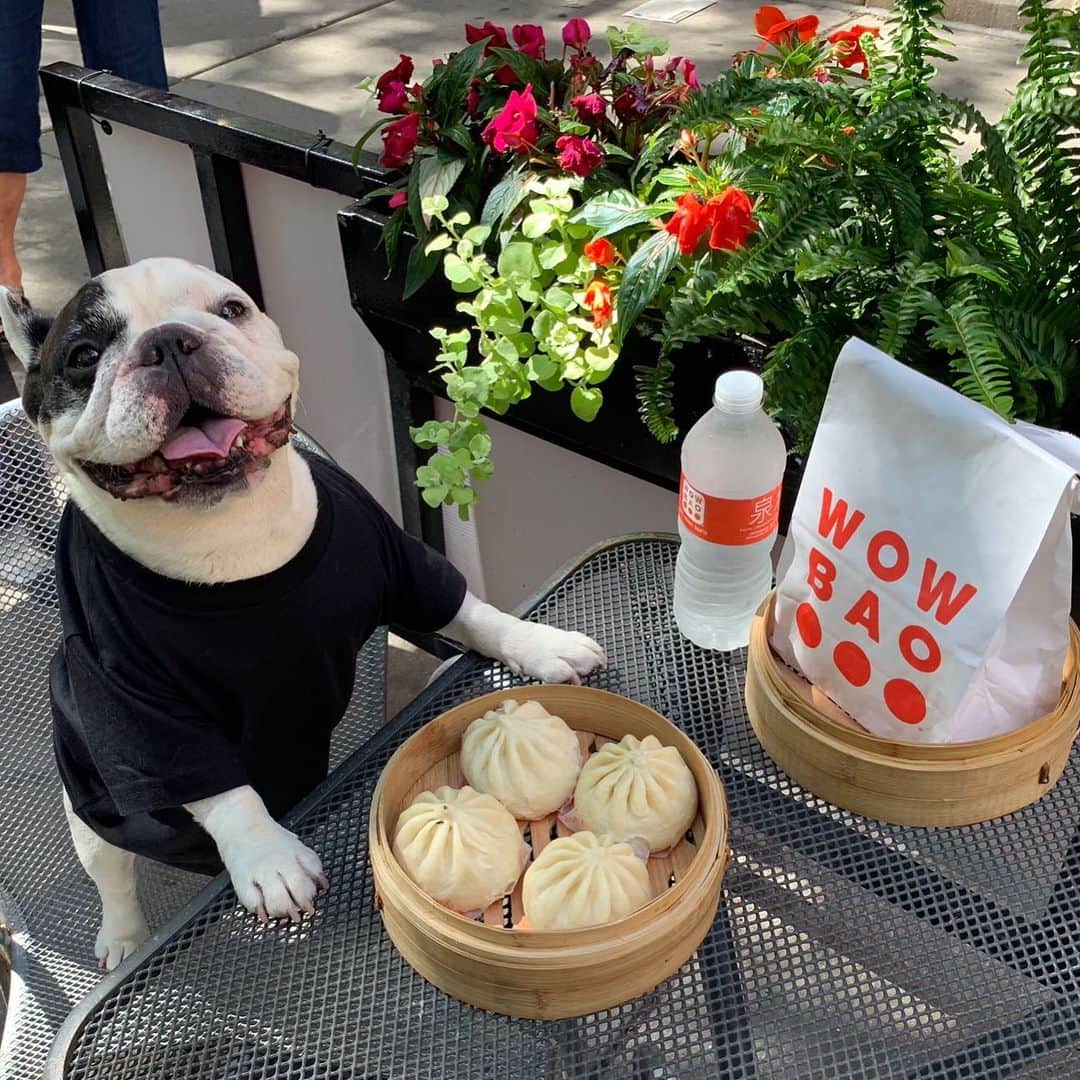 Manny The Frenchieのインスタグラム：「My favorite part of my walk is when we stop at @wowbao for a bao break 😋🥟!!! #wowbao #hotasianbuns」
