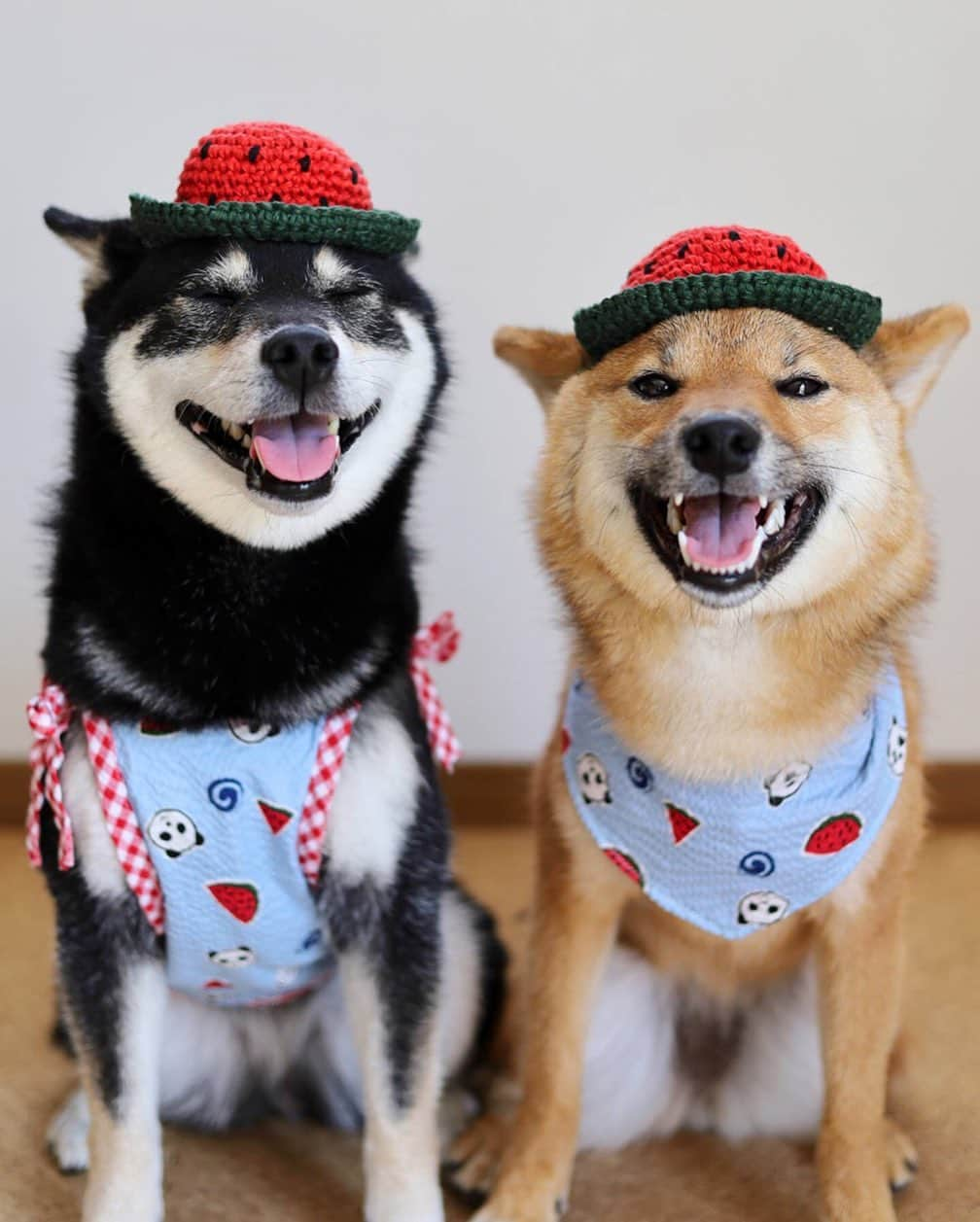 黒柴みくさんのインスタグラム写真 - (黒柴みくInstagram)「🍉🍉 ✧︎ スイカシスターズでおはよー🐻🦊 Mom knitted watermelon hats. ✧︎ 今度はスイカの帽子編んだよ👒🍉 皮と果肉の間の白いとこも編んだけど、写真では見えてなかった😂 ✧︎ ✧︎ ✧︎ #スマイルドッグ #かぎ針編み帽子 #watermelonhat #みくりな編み物 ✧︎ ✧︎ #黒柴みく Miku 🐻 6 years old ❤︎girl #柴犬りな Rina 🦊 10 Months old ❤︎girl  2019.7.2㊋」7月2日 9時10分 - 9648miku