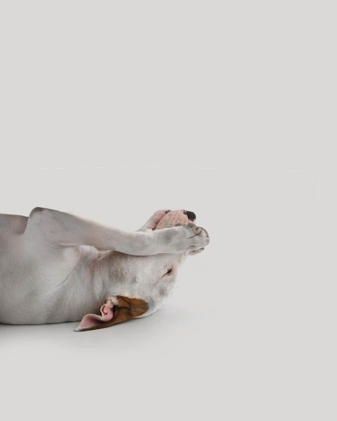 ラファエルのインスタグラム：「JIMMY has 4 stages of sleep: 1. lying down with four paws shrunk and eyes open / semi open.  calm breathing 2. lying sideways, legs stretched, semi closed / closed eye.  get up with some movement that I do, medium breathing (after a deep breath)  3. it gets even more “in position”, staying almost back to bed, eye does not open anymore, I can make movement in bed that does not draw attention, breathing very slow, snoring, farts.  4. all of 3 + dreams **how is your dog’s sleep** . . O JIMMY tem 4 estagios de sono: 1. deitado com as 4 patas encolhidas e olhos abertos/semi abertos. respiracao calma 2. deitado de lado, patas esticadas, olho semi fechado/fechado. levanta com algum movimento que eh faço, respiracao media (depois de um respirada profunda) . 3 - se ajeita ainda mais na posicao, ficando quase de costas pra cama, olho nao abre mais, posso fazer movimento na cama que nao chama atencao, respiracao bem lenta, roncos, peidos. 4. tudo da 3 + sonhos **e o seu cachorro dorme como?**」