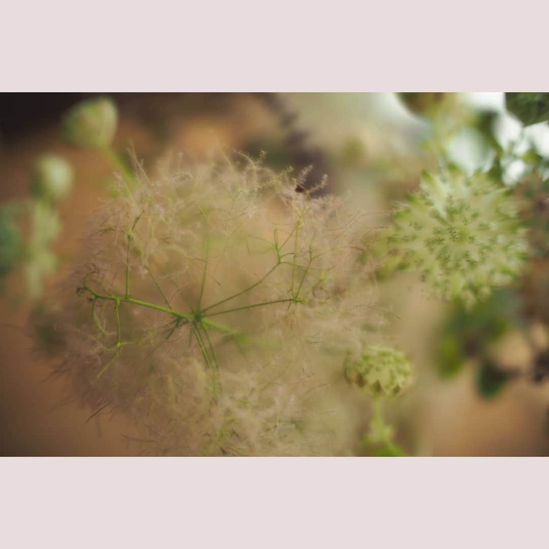 花澄さんのインスタグラム写真 - (花澄Instagram)「さくらんぼの可愛さたるや。 スモークツリーの優しさたるや。  #tokyo#japan#olympus#olympuspen#olympuspenepl8#switar#macroswitar#macroswitar26mm#oldlens#cinelens#オールドレンズ#シネレンズ#oldlens_tokyo#cherry#さくらんぼ#東方美人#台湾茶」7月2日 9時37分 - textisan