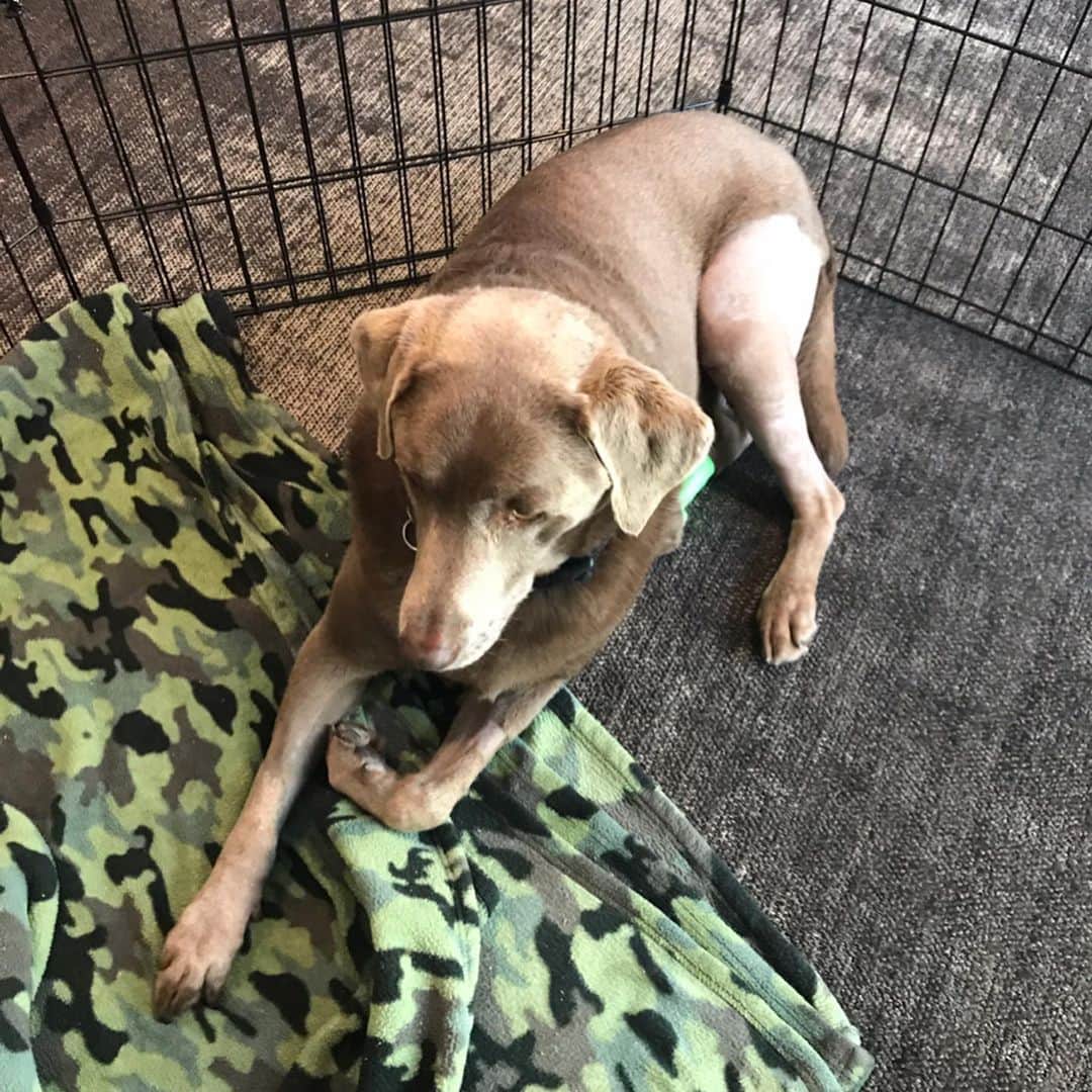 ストーン・コールド・スティーブ・オースチンのインスタグラム：「Moolah is back home and resting comfortably after TPLO surgery. We moved her into the living room to watch @wwe #RAW and caught the commercial for Straight Up Steve Austin on @usa_network.  Looking forward to August 12 season premiere. And we are very happy to have Moolah on the comeback trail.  It is now Beer:30 at the Austin residence. Cheers @esbcbrews」
